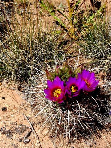 MoabFlowers (1050)